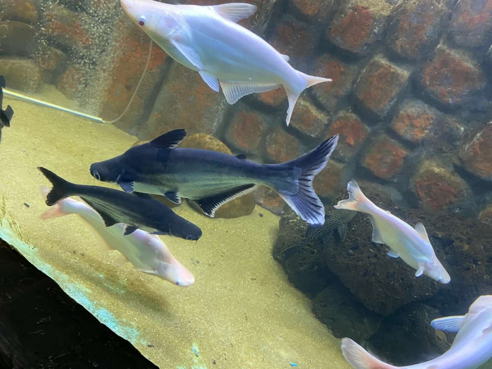 Inside the aquarium tunnel at Lokaranjan Aqua World Mysore