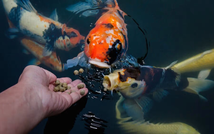 Feeding the fish
