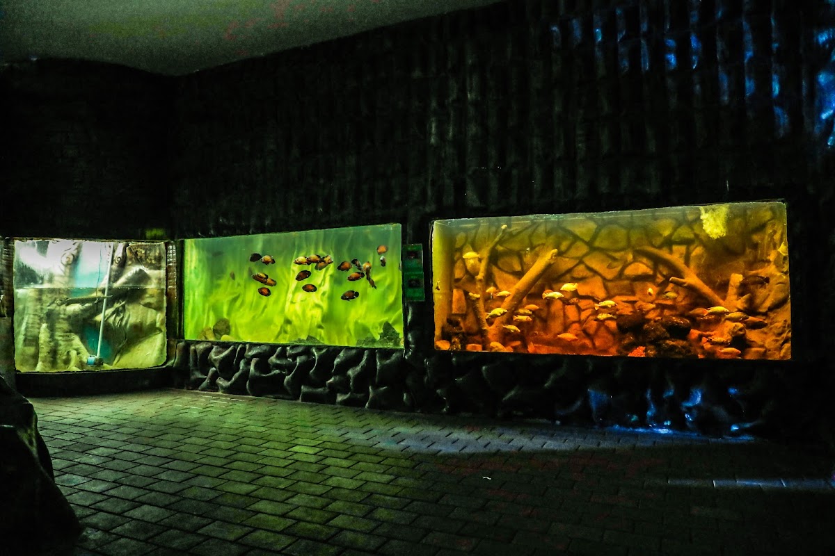 The fish tanks